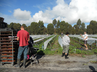 farm