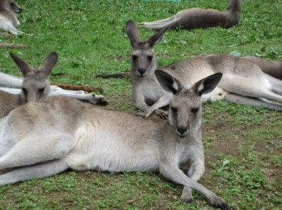 キャプチャ