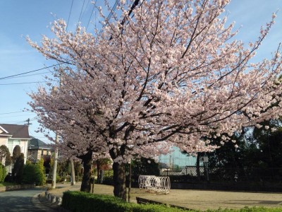 桜