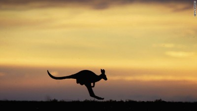 kangaroo